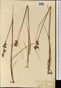 Juncus castaneus subsp. leucochlamys (V.J.Zinger ex V.I.Krecz.) Hultén, Монголия (MONG) (Монголия)