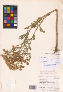 Якобея ферганская (Schischk.) B. Nord., Восточная Европа, Нижневолжский район (E9) (Россия)