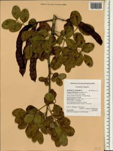 Ceratonia siliqua L., Зарубежная Азия (ASIA) (Кипр)