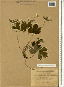 Лютик каппадокийский Willd., Кавказ, Абхазия (K4a) (Абхазия)