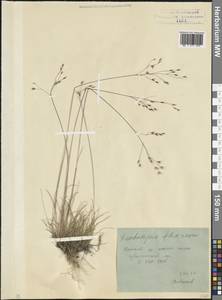 Лерхенфельдия извилистая, Овсик извилистый (L.) Drejer, Кавказ, Северная Осетия, Ингушетия и Чечня (K1c) (Россия)