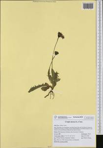 Crepis aurea (L.) Cass., Западная Европа (EUR) (Италия)