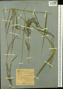 Вейник пурпурный (Trin.) Trin., Сибирь, Западный (Казахстанский) Алтай (S2a) (Казахстан)