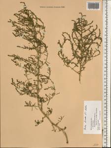 Spirobassia hirsuta (L.) Freitag & G. Kadereit, Восточная Европа, Нижневолжский район (E9) (Россия)