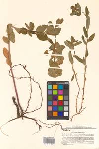 Молочай острый, Сибирь, Дальний Восток (S6) (Россия)