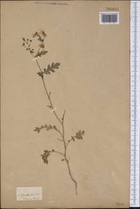 Schizanthus pinnatus Ruiz & Pavón, Америка (AMER) (Неизвестно)