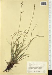 Carex rhizina subsp. rhizina, Западная Европа (EUR) (Финляндия)