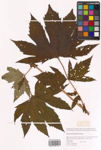 Filipendula digitata (Willd.) Bergmans, Сибирь, Дальний Восток (S6) (Россия)