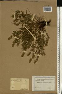 Thymus pannonicus All., Восточная Европа, Южно-Украинский район (E12) (Украина)