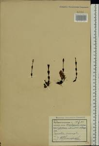 Хвощ полевой L., Восточная Европа, Северный район (E1) (Россия)