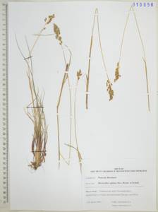 Anthoxanthum monticola (Bigelow) Veldkamp, Сибирь, Дальний Восток (S6) (Россия)