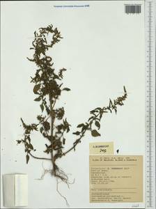 Lipandra polysperma (L.) S. Fuentes, Uotila & Borsch, Западная Европа (EUR) (Бельгия)
