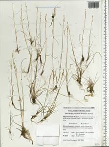 Puccinellia capillaris subsp. pulvinata (Fr.) Tzvelev, Восточная Европа, Северный район (E1) (Россия)