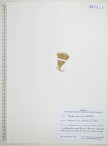 Huperzia selago subsp. appressa (La Pylaie ex Desv.) D.Löve, Сибирь, Дальний Восток (S6) (Россия)