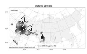 Actaea spicata, Воронец колосистый L., Атлас флоры России (FLORUS) (Россия)