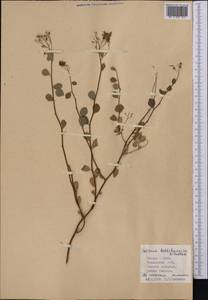 Spiraea baldshuanica B. Fedtsch., Средняя Азия и Казахстан, Памир и Памиро-Алай (M2) (Таджикистан)