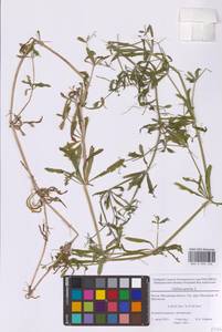Подмаренник цепкий L., Восточная Европа, Московская область и Москва (E4a) (Россия)
