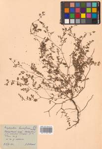 Молочай приземистый Willd., Сибирь, Дальний Восток (S6) (Россия)