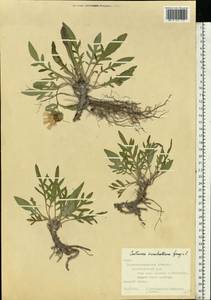 Псефеллюс Маршалла (Spreng.) K.Koch, Восточная Европа, Северо-Украинский район (E11) (Украина)