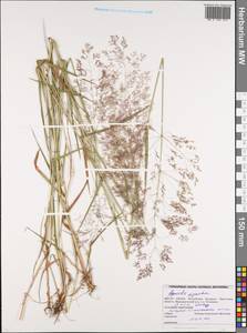 Полевица гигантская Roth, Восточная Европа, Белоруссия (E3a) (Белоруссия)