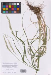 Вейник тростниковый (L.) Roth, Восточная Европа, Московская область и Москва (E4a) (Россия)