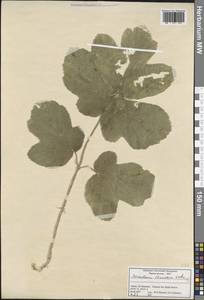 Heracleum sphondylium subsp. ternatum (Velen.) Brummitt, Зарубежная Азия (ASIA) (Турция)