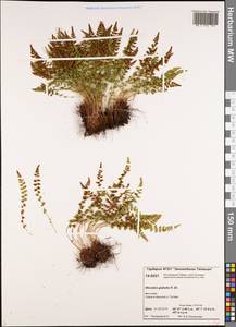 Вудсия головатая, Вудсия гладковатая R.Br., Сибирь, Центральная Сибирь (S3) (Россия)