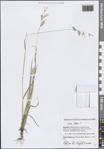 Овес пустой, Овсюг L., Сибирь, Прибайкалье и Забайкалье (S4) (Россия)