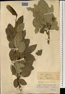 Тополь душистый Fisch., Монголия (MONG) (Монголия)