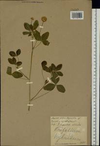 Клевер гибридный L., Восточная Европа, Северо-Украинский район (E11) (Украина)