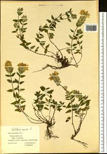 Шлемник приземистый L., Восточная Европа, Центральный лесостепной район (E6) (Россия)