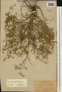 Триния многостебельная (Poir.) Schischk., Восточная Европа, Восточный район (E10) (Россия)