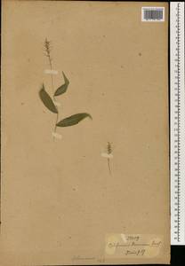 Oplismenus burmanni (Retz.) P.Beauv., Зарубежная Азия (ASIA) (Япония)