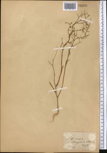 Полынь джунгарская Schrenk, Средняя Азия и Казахстан, Муюнкумы, Прибалхашье и Бетпак-Дала (M9) (Казахстан)