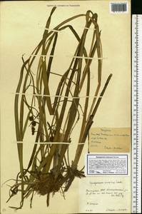 Ежеголовник всплывающий, Ежеголовник всплывший Rehmann, Восточная Европа, Восточный район (E10) (Россия)