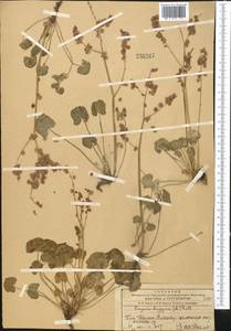 Кисличник двустолбиковый (L.) Hill, Средняя Азия и Казахстан, Западный Тянь-Шань и Каратау (M3) (Казахстан)