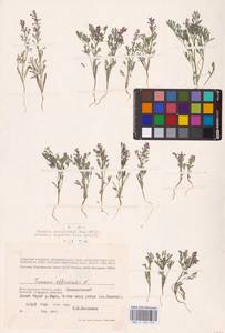 Дымянка Шлейхера Soy.-Will., Восточная Европа, Нижневолжский район (E9) (Россия)