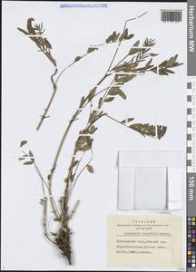 Эспарцет сибирский (Širj.) P.W.Ball, Сибирь, Центральная Сибирь (S3) (Россия)