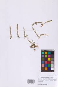 Плаунок топяной, Плаун топяной (L.) Holub, Восточная Европа, Московская область и Москва (E4a) (Россия)