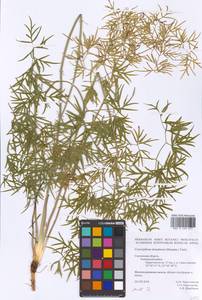 Cenolophium fischeri (Spreng.) W. D. J. Koch, Восточная Европа, Западный район (E3) (Россия)