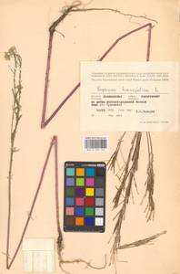 Желтушник душистый Ehrh., Восточная Европа, Северо-Западный район (E2) (Россия)