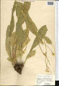 Lepidium subalpinum Kom., Средняя Азия и Казахстан, Памир и Памиро-Алай (M2) (Таджикистан)