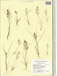 Полевичка малая Host, Крым (KRYM) (Россия)