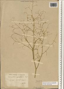 Ankyropetalum gypsophiloides Fenzl, Зарубежная Азия (ASIA) (Ирак)