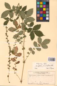 Agrimonia eupatoria × pilosa, Восточная Европа, Московская область и Москва (E4a) (Россия)