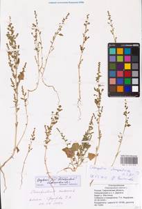 Oxybasis chenopodioides (L.) S. Fuentes, Uotila & Borsch, Восточная Европа, Нижневолжский район (E9) (Россия)