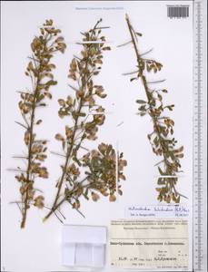 Caragana halodendron (Pall.) Dum.Cours., Средняя Азия и Казахстан, Сырдарьинские пустыни и Кызылкумы (M7) (Казахстан)