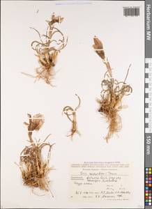Iris paradoxa f. choschab (Hoog) B.Mathew & Wendelbo, Кавказ, Азербайджан (K6) (Азербайджан)