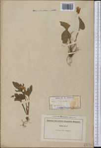 Viola macloskeyi F. E. Lloyd, Америка (AMER) (США)