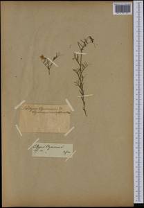 Lathyrus clymenum L., Западная Европа (EUR) (Франция)